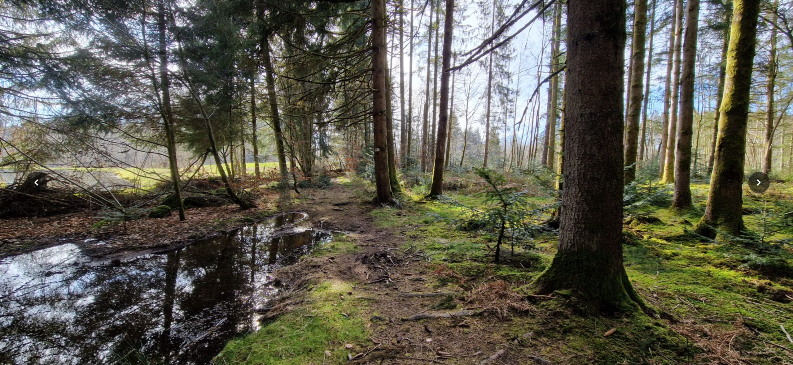 waldbild