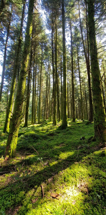 sonne im wald