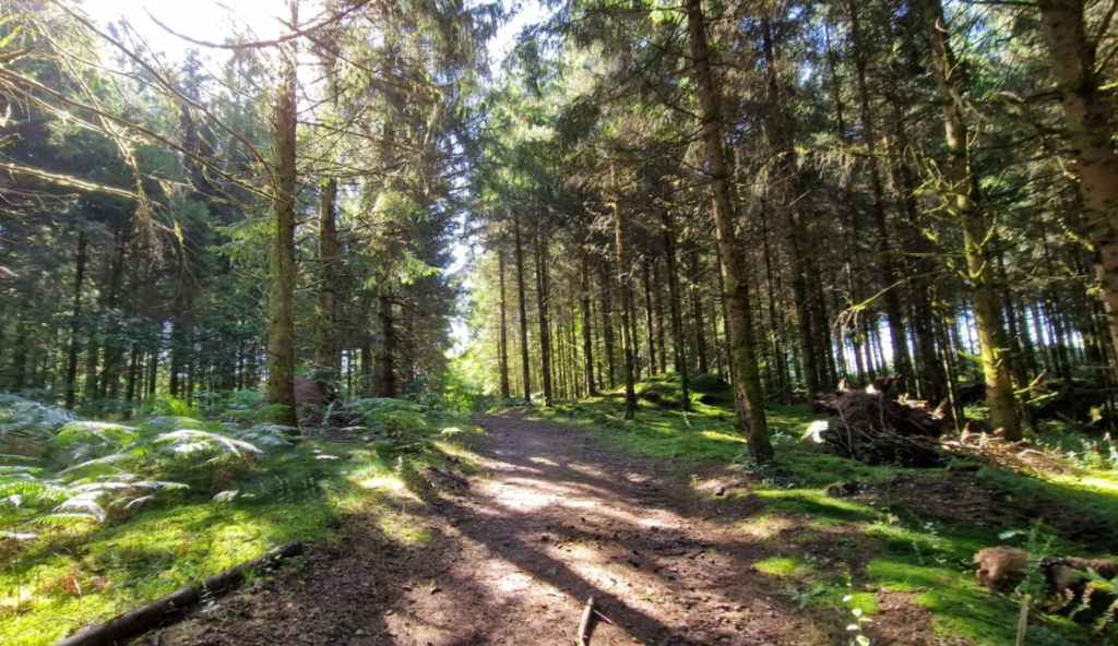 wald1